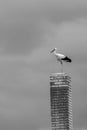 Vertical greyscale shot of a white stork sitting on the stone chimney tube