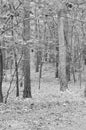 Vertical greyscale shot of the woods captured during the daytime