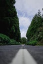 Vertical ground-level shot of an asphalt road surrounded by trees