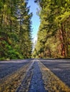 Vertical ground-level shot of the center of the road surrounded by a forest