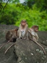 Vertical of a group of Rhesus Macaques sitting on a rock in a green forest