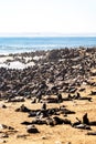 Vertical of a group of Sea lions, Otariinae on the seashore in Namibia Royalty Free Stock Photo