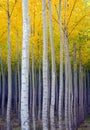 Aspen Trees Commited Vertical Growth Fall Color Royalty Free Stock Photo