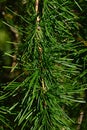 Vertical hanging branch of coniferous tree Dahurian Larch, also called Gmelin Larch, latin name Larix Gmelinii