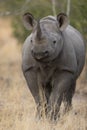 Vertical head on of a black rhino standing alert in Kruger Park South Africa Royalty Free Stock Photo