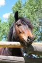 Vertical head shot of majestic dark brown horse.