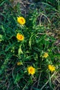 Vertical high angle closeup shot of common dandelions growing on the soil