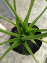 Vertical high angle shot of an aloe vera plant in a pot Royalty Free Stock Photo