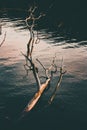 Vertical high angle shot of a broken tree trunk on the surface of a calm lake Royalty Free Stock Photo