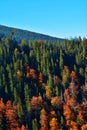 Vertical high angle shot of colorful trees on a hill captured on a warm sunny day