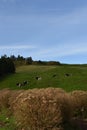 Vertical high angle shot of the cows grazing on the hills captured on a sunny day in Portugal Royalty Free Stock Photo