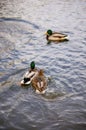 Vertical high angle shot of the cute ducks swimming in the lake