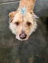 Vertical high angle shot of a cute puppy with a small patch of blue fur