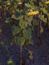 Vertical high angle shot of a dried sunflower growing in the field Royalty Free Stock Photo