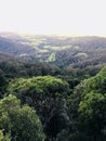 Vertical high angle shot of a forest with a lot of green trees enveloped with fog Royalty Free Stock Photo