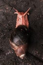 Vertical high angle shot of a snail crawling on a muddy soil after rain