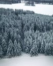 Vertical high angle shot of the snow-covered trees in a forest captured during the dayti