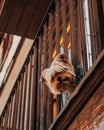 Vertical high angle shot of a Yorkshire Terrier looking down from a balcony Royalty Free Stock Photo