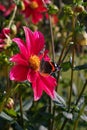 Beautiful butterfly sitting on the bright red and yellow colored dahlia flower on a warm sunny autumn day Royalty Free Stock Photo