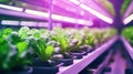 Vertical hydroponic garden farming domestic produce