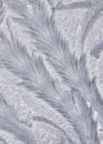 Vertical iceflower background, floral frost design on frozen glass Royalty Free Stock Photo