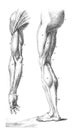 Vertical illustration of a human leg and arm, specifically showing all of the muscles