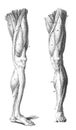 Vertical illustration of a human leg, specifically showing all of the muscles