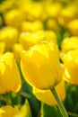 Backlit yellow tulips