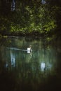 Vertical image of beautiful elegant swan Royalty Free Stock Photo