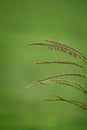 Big bluestem grass - Andropogon gerardii Royalty Free Stock Photo