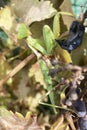 Vertical image of big green mantis is sitting on branch with yellow autumn leaves. Royalty Free Stock Photo