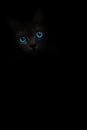 Vertical image black cat portrait with blue eyes is looking out of the shadow on the black background. Cute dark kitten. Cat head