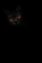 Vertical image black cat portrait with orange eyes is looking out of the shadow on the black background. Cute dark kitten. Cat hea