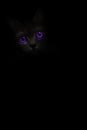 Vertical image black cat portrait with violet purple eyes is looking out of the shadow on the black background. Cute dark kitten.