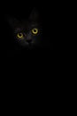 Vertical image black cat portrait with yellow eyes is looking out of the shadow on the black background. Cute dark kitten. Cat hea