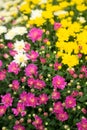 pink yellow and white garden mums or chrysanthemum flowers Royalty Free Stock Photo