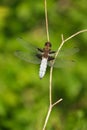 Vertical image of a blue dragonfly, broad-bodied chaser close up in nature on a dry branch