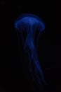 Vertical image of a blue jellyfish against a black background Royalty Free Stock Photo