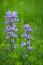 Blue wild-indigo wildflowers