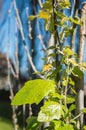 vertical image of branch with green leaves in the foreground with copy space