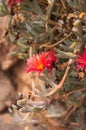 Branch of a red-flowered cat`s claw or Carpobrotus acinaciformis Royalty Free Stock Photo