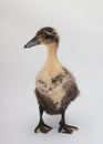 A vertical image of a brown and yellow baby duck standing on white background Royalty Free Stock Photo