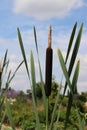 Vertical image of bullrushes and foliage against blue cloudy sky