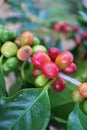 Vertical Image of Bunch of Ripening Coffee Cherries on the Tree Branch