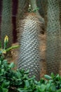 Vertical image of cacti plants in a desert landscape with other cactaceous plants in the background