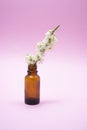 Glass jar with natural flowers coming out from inside on a pink background Royalty Free Stock Photo