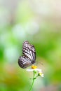 Vertical image of Close up beautiful Common Glassy Tiger butterfly sucking nectar