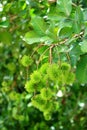 Vertical Image of Closeup Bunch of Vivid Green Unripe Rambutan Fruits on the Tree Royalty Free Stock Photo