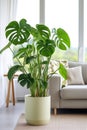 vertical image closeup of a green tropical potted monstera plant in a light modern interior with an armchair