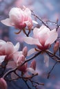 vertical image closeup of pink magnolia tree flowers with water drops, light floral background